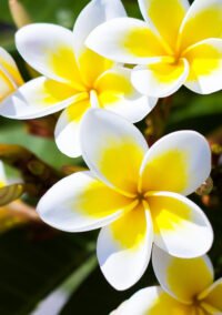 PRODUCT Frangipani - DALÚ natural skincare