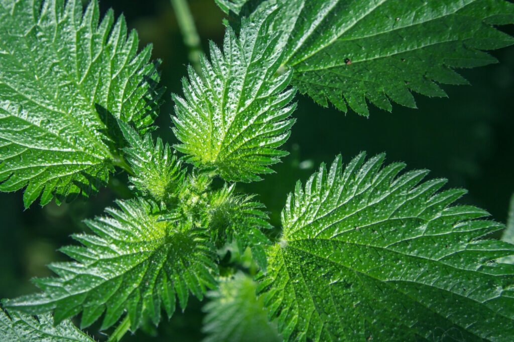 organic nettle extract, COSMOS, urtica dioica, quercentin, Herbashield URB, detoxication - DALÚ natural skincare