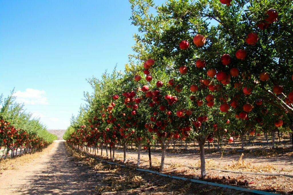 Pomegranate tree, Dalu Natural Skincare
