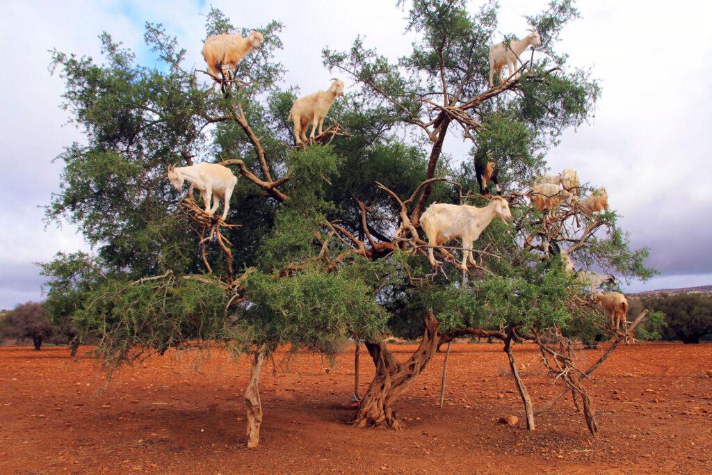 Goats,On,Argan,Trees,In,The,Way,Between,Marrakesh,And