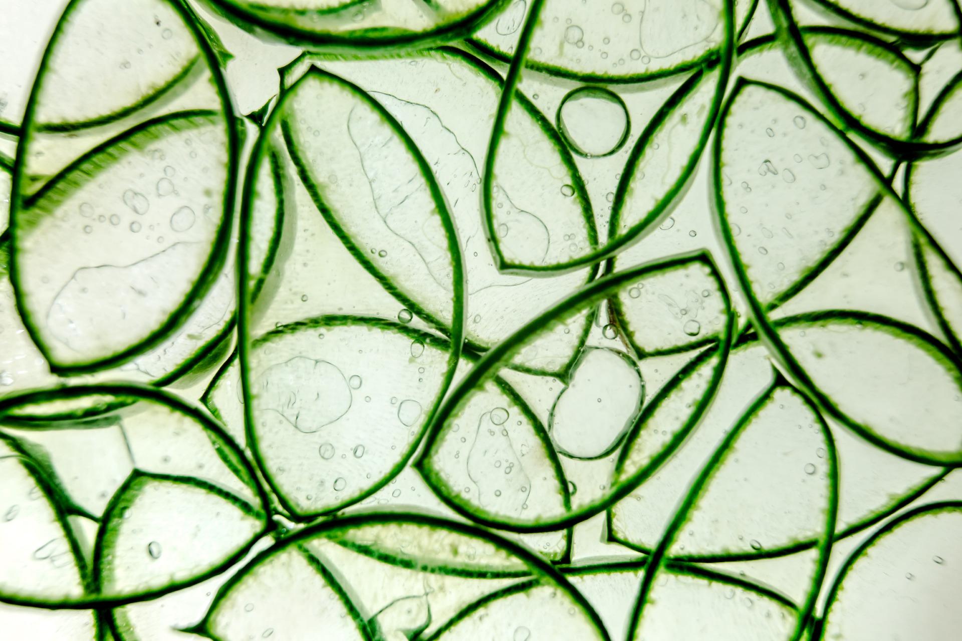 aloe vera aloe vera
